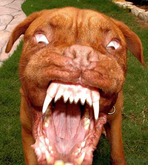 Pit Bull