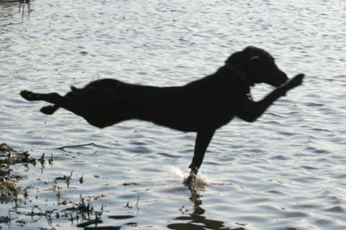 Dog Running on Water