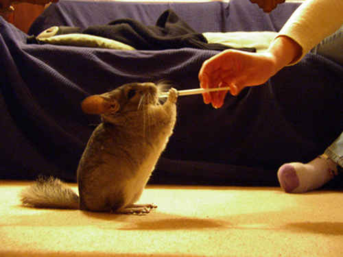 Mouse